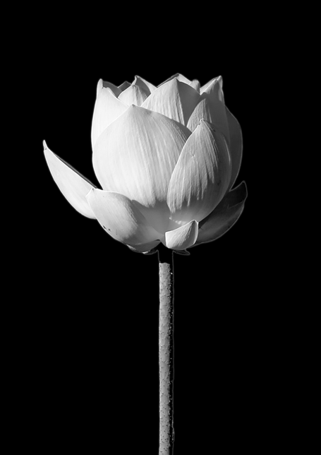 Blooming Lotus Black Poster