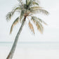 Palm Vacation Poster