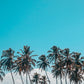 Palms And A Breeze Poster