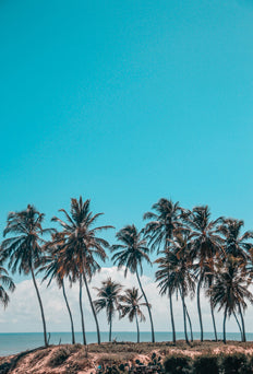 Palms And A Breeze Poster