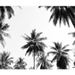 Underneath the palm trees Poster