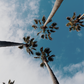 Palms In The Sky Poster