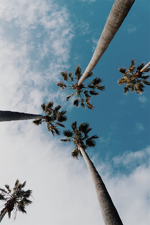 Palms In The Sky Poster