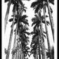 Palmtrees 2 Poster