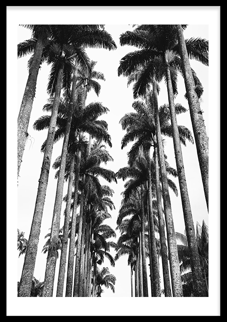 Palmtrees 2 Poster