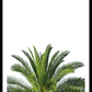 Palmtree Top Poster