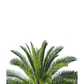 Palmtree Top Poster