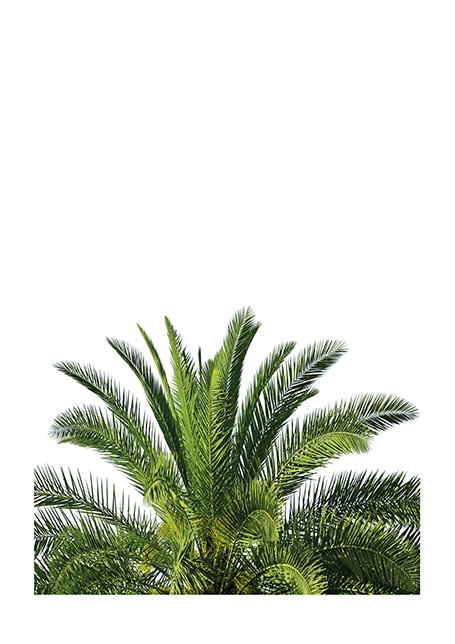 Palmtree Top Poster