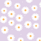 Purple Daisy's Poster