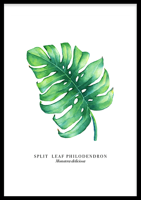 Monstera Leaf Poster