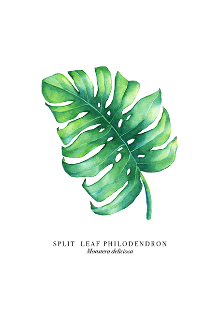 Monstera Leaf Poster