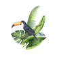 Toucan Poster