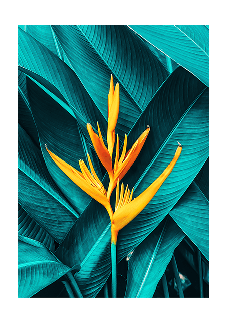 Tropical Flower Poster
