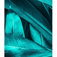 Leaves Tropics Poster