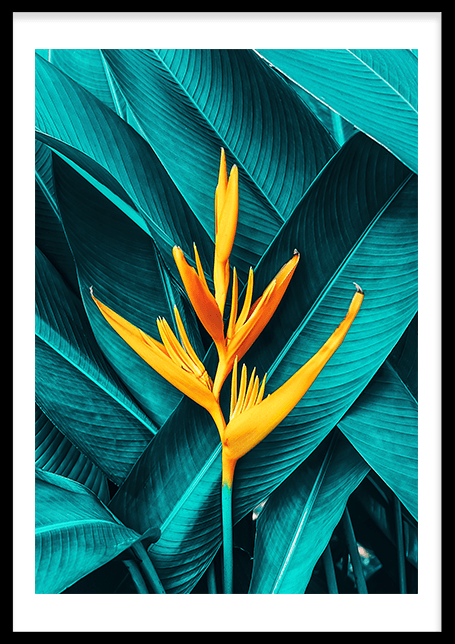 Tropical Flower Poster