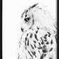 Owl Poster