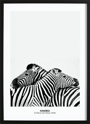 Zebra Hug Poster