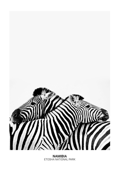 Zebra Hug Poster